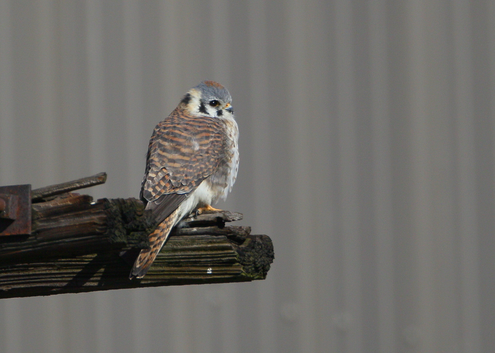 American Kestrel, female