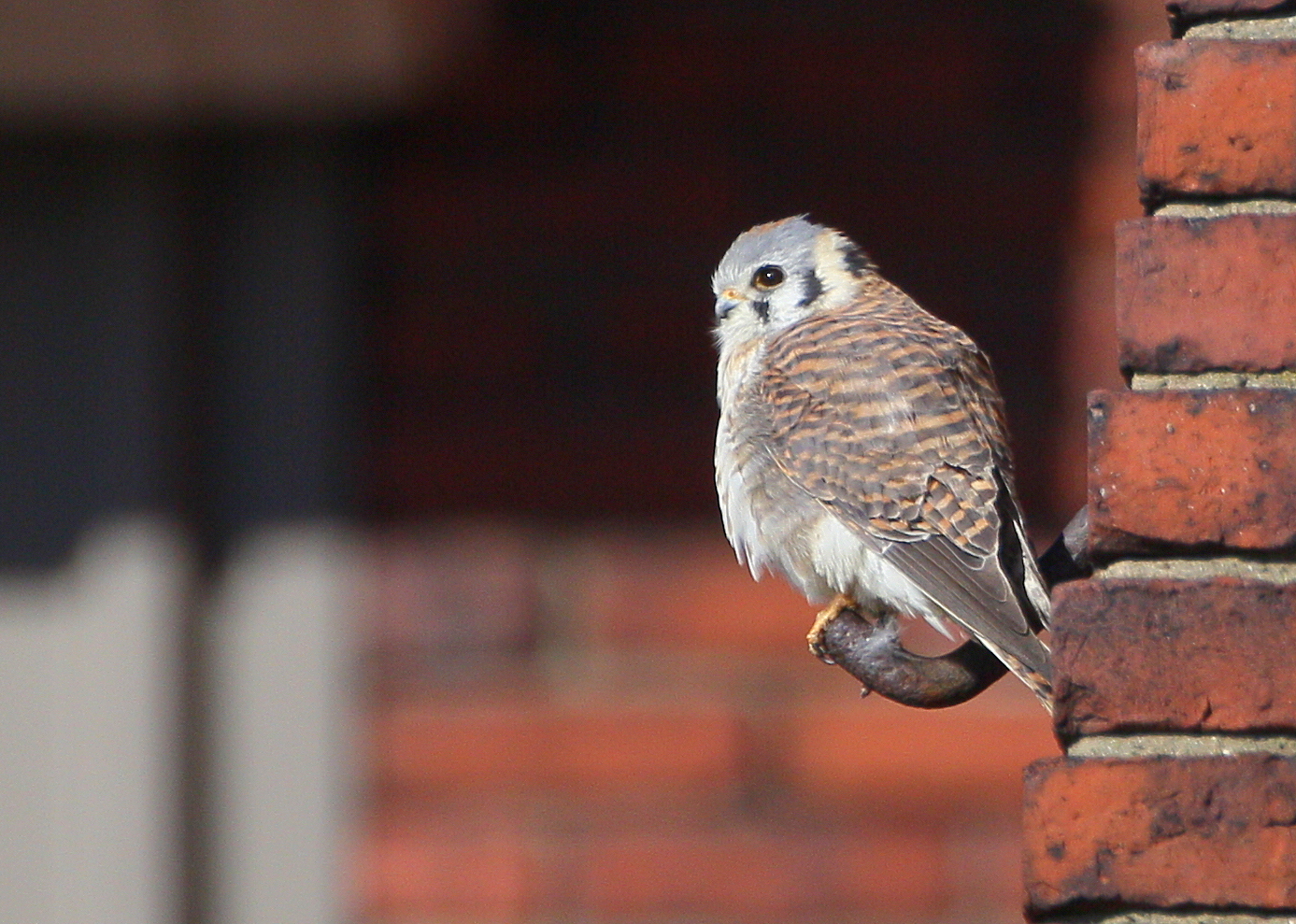 American Kestrel, female