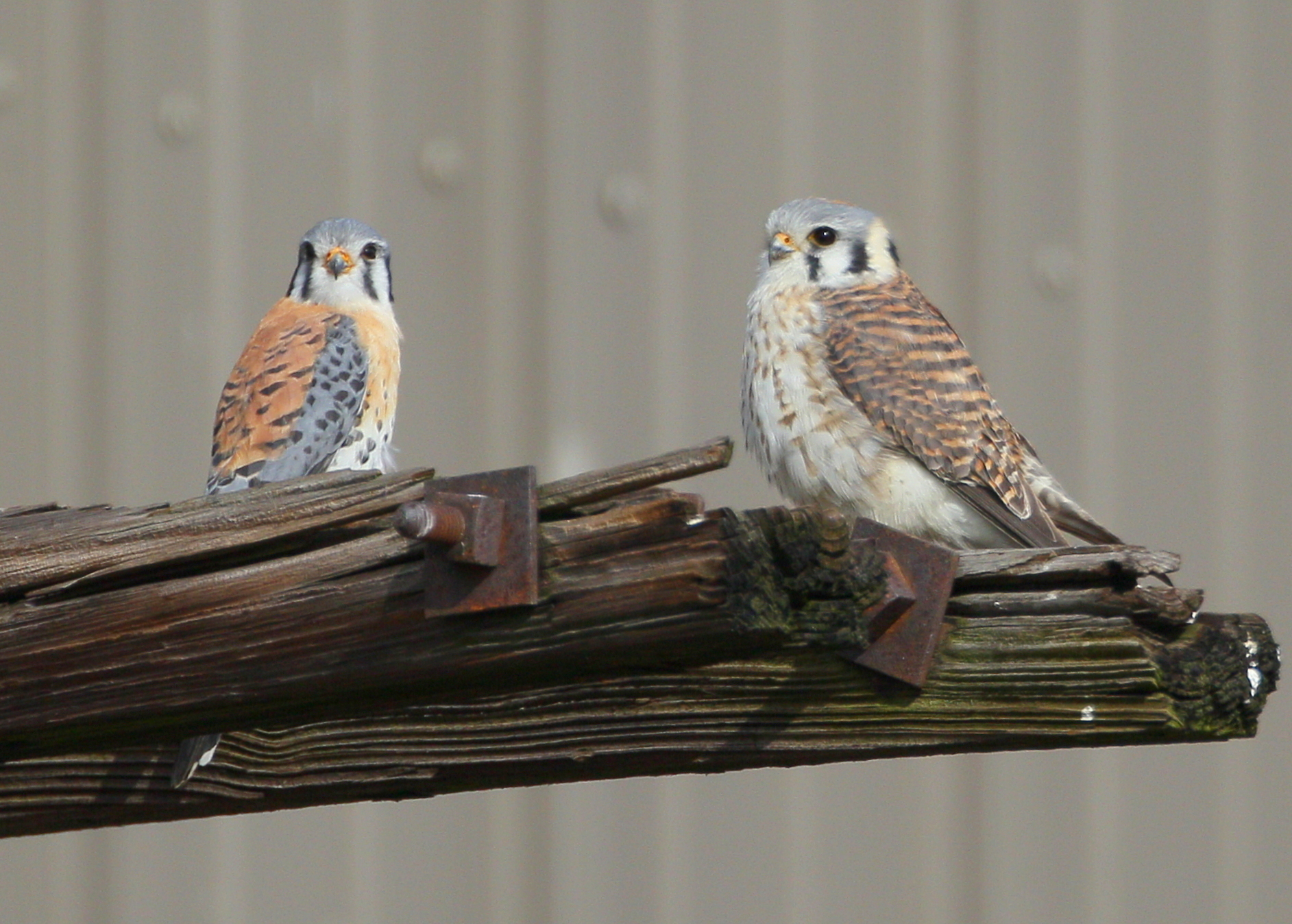 Kestrel pair perched near nest