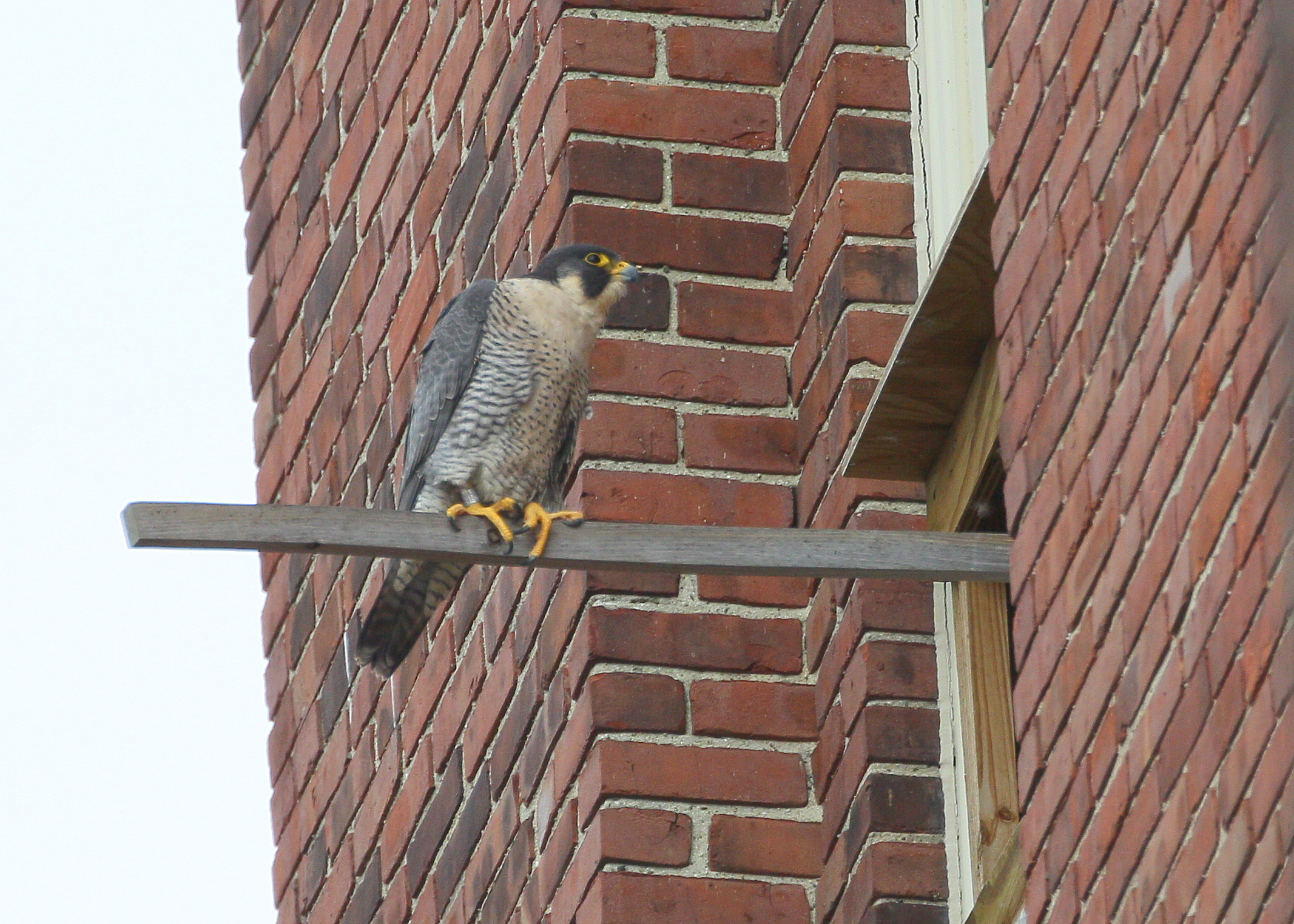 Peregrine: on the perch