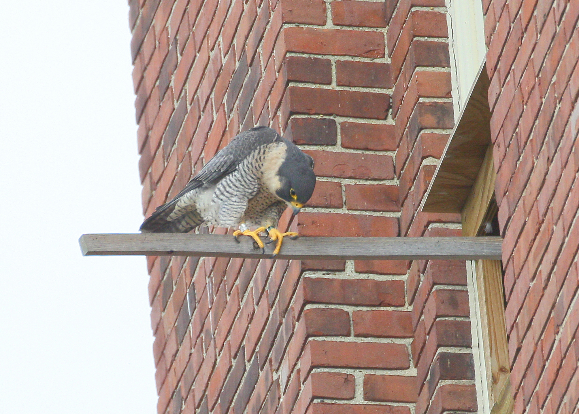 Peregrine: bowing