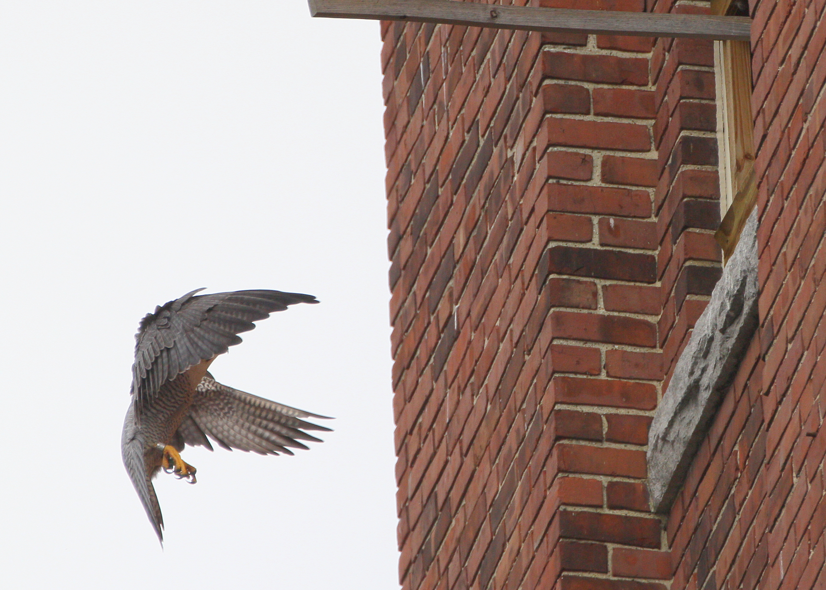 Peregrine: female flaps down