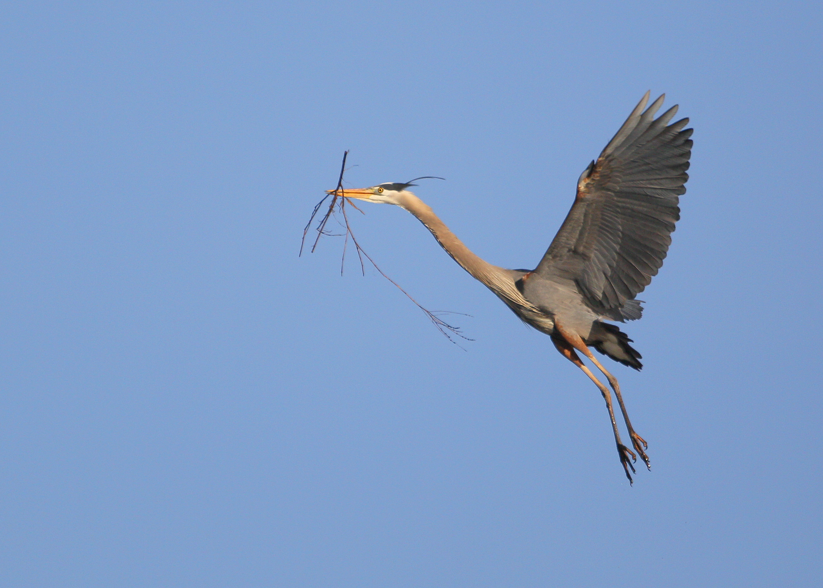 Great Blue Heron in flight