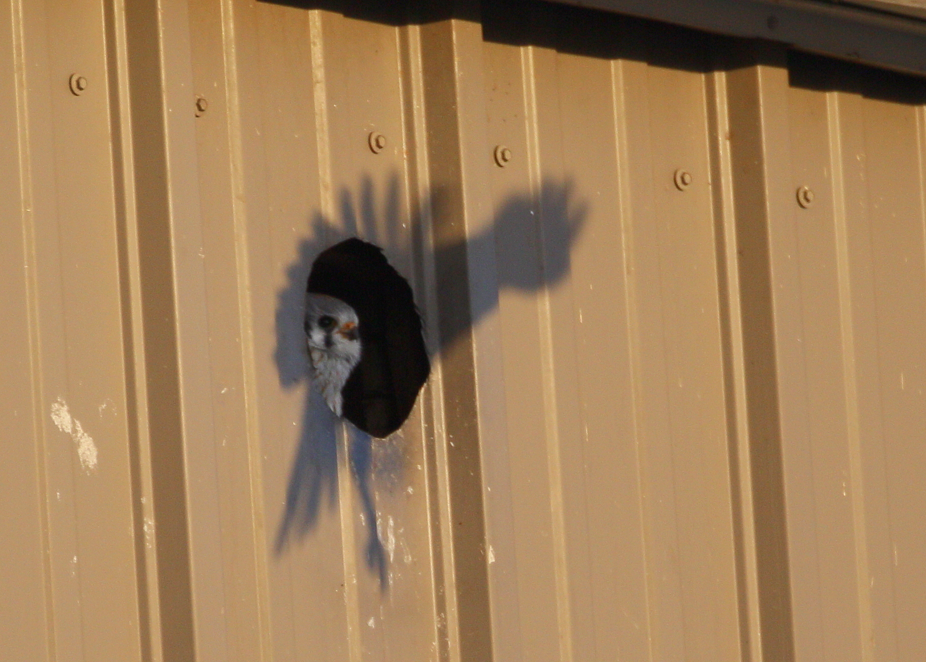 American Kestrel mobbed by Crows