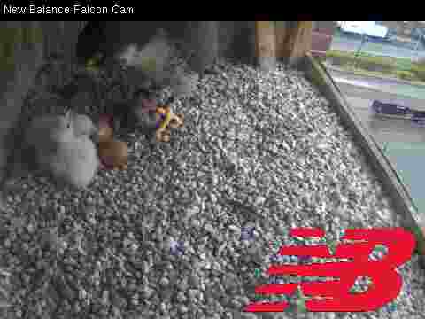 Adult Peregrine: feeding time for 2 chicks continued w/ 2 unhtached eggs