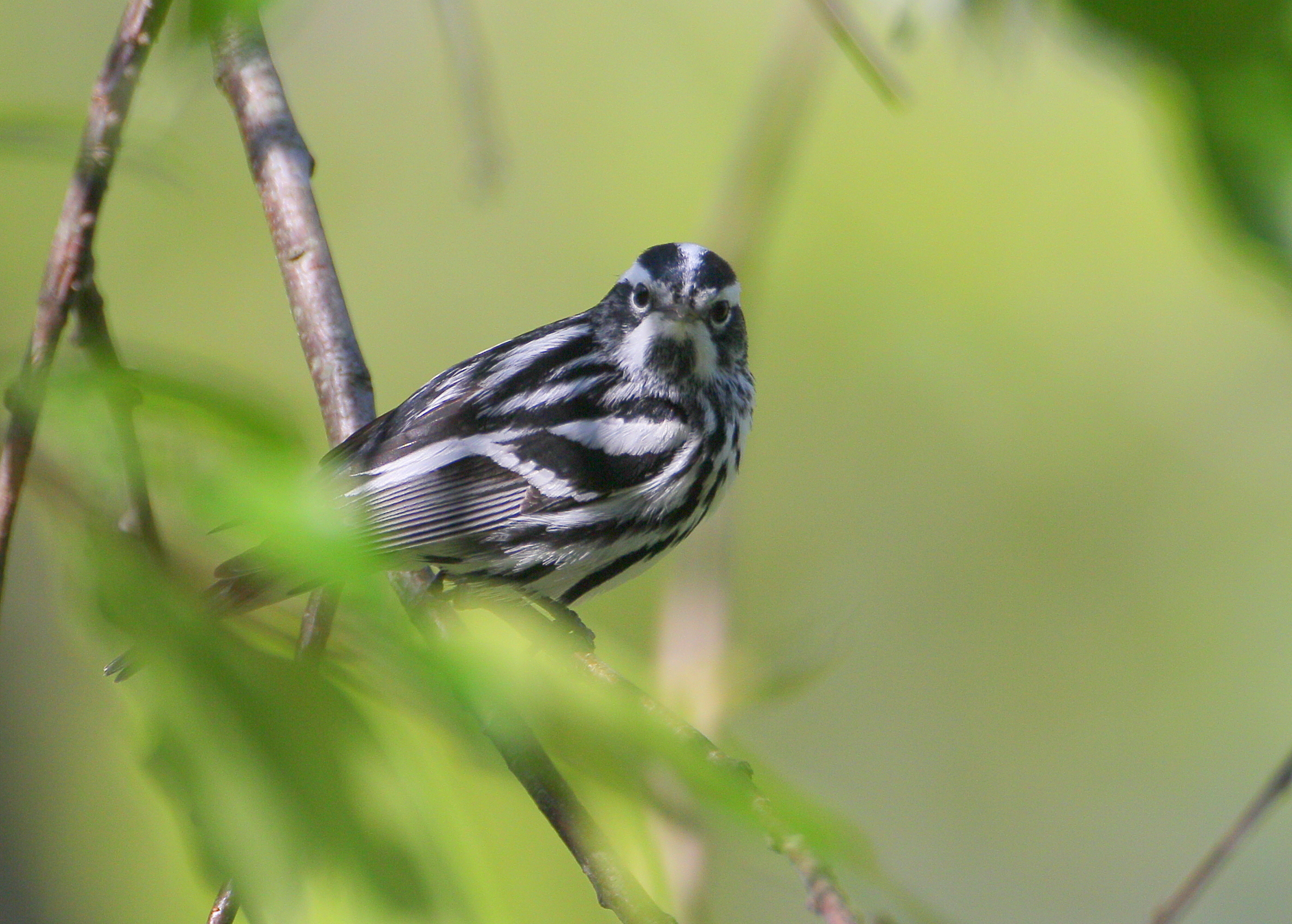 Black and White Warbler