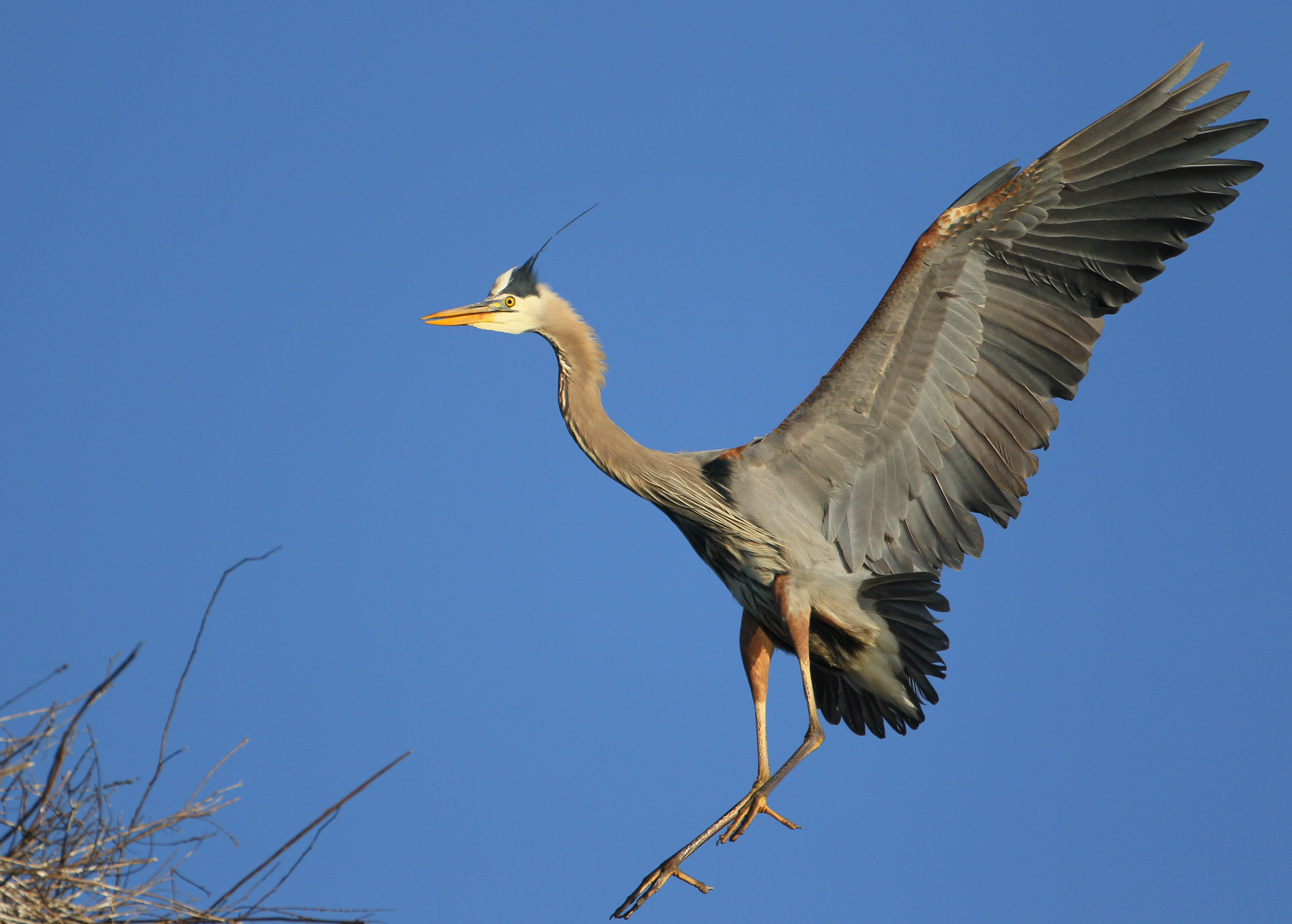 Great Blue Heron landing gear down