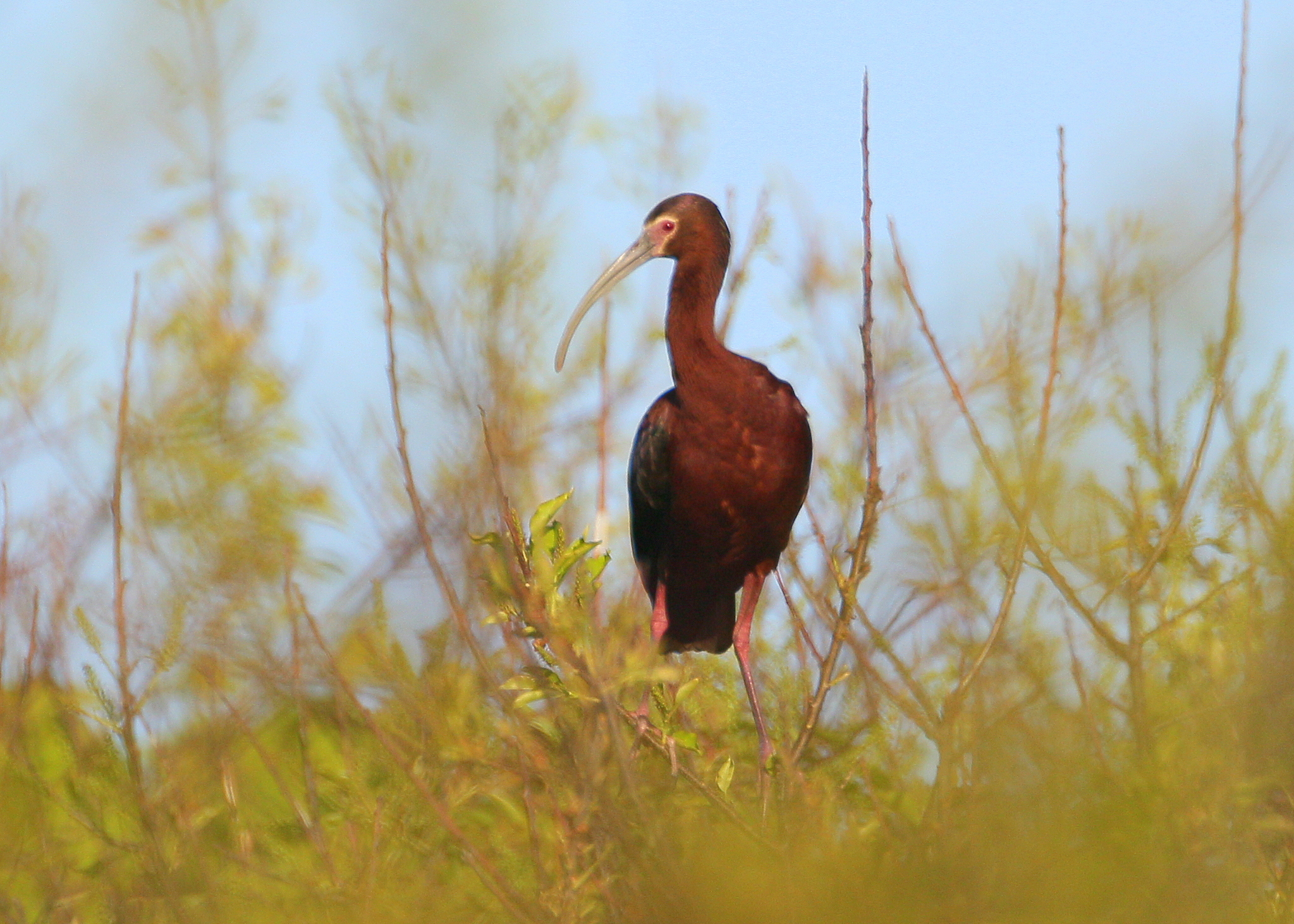 White-faced Ibis