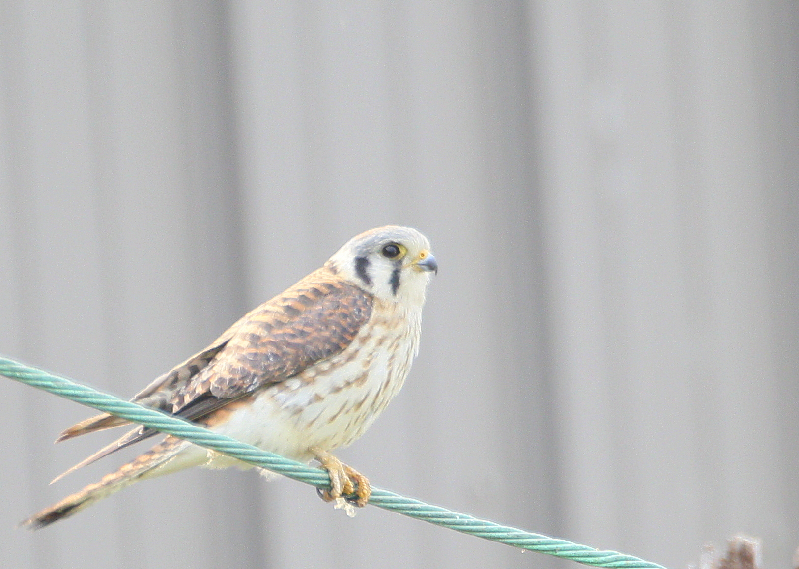 American Kestrel, female perched late afternoon light