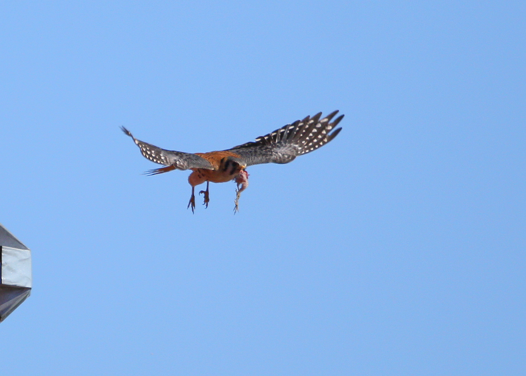 American Kestrel, male returning to nest with prey