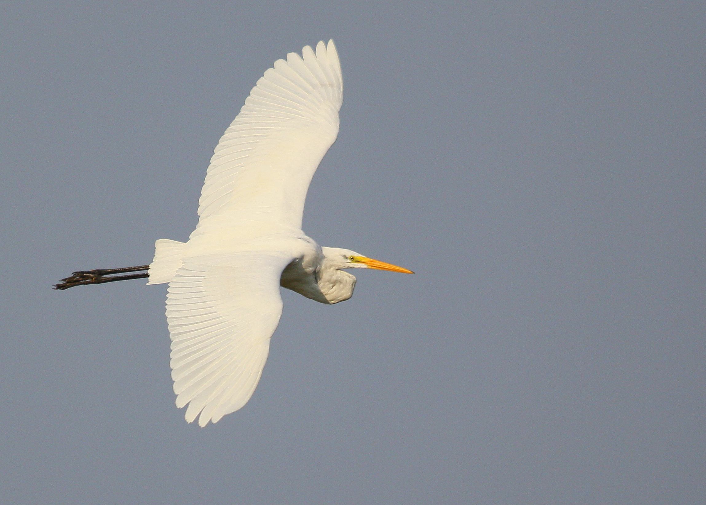 Great Egret in banking turn