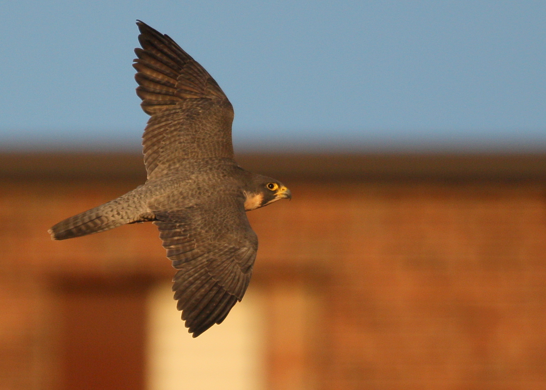 Peregrine Falcon, adult female