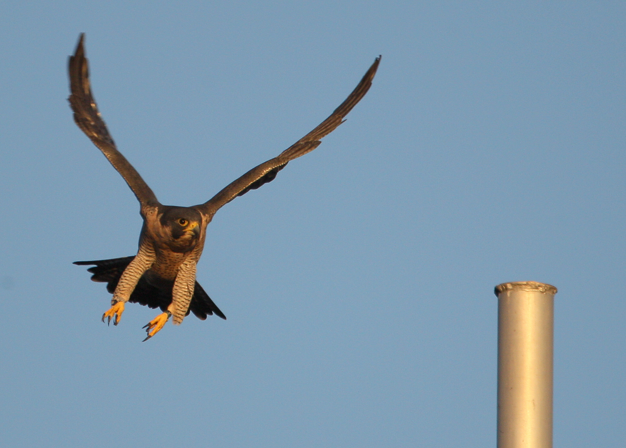 Peregrine Falcon, adult female