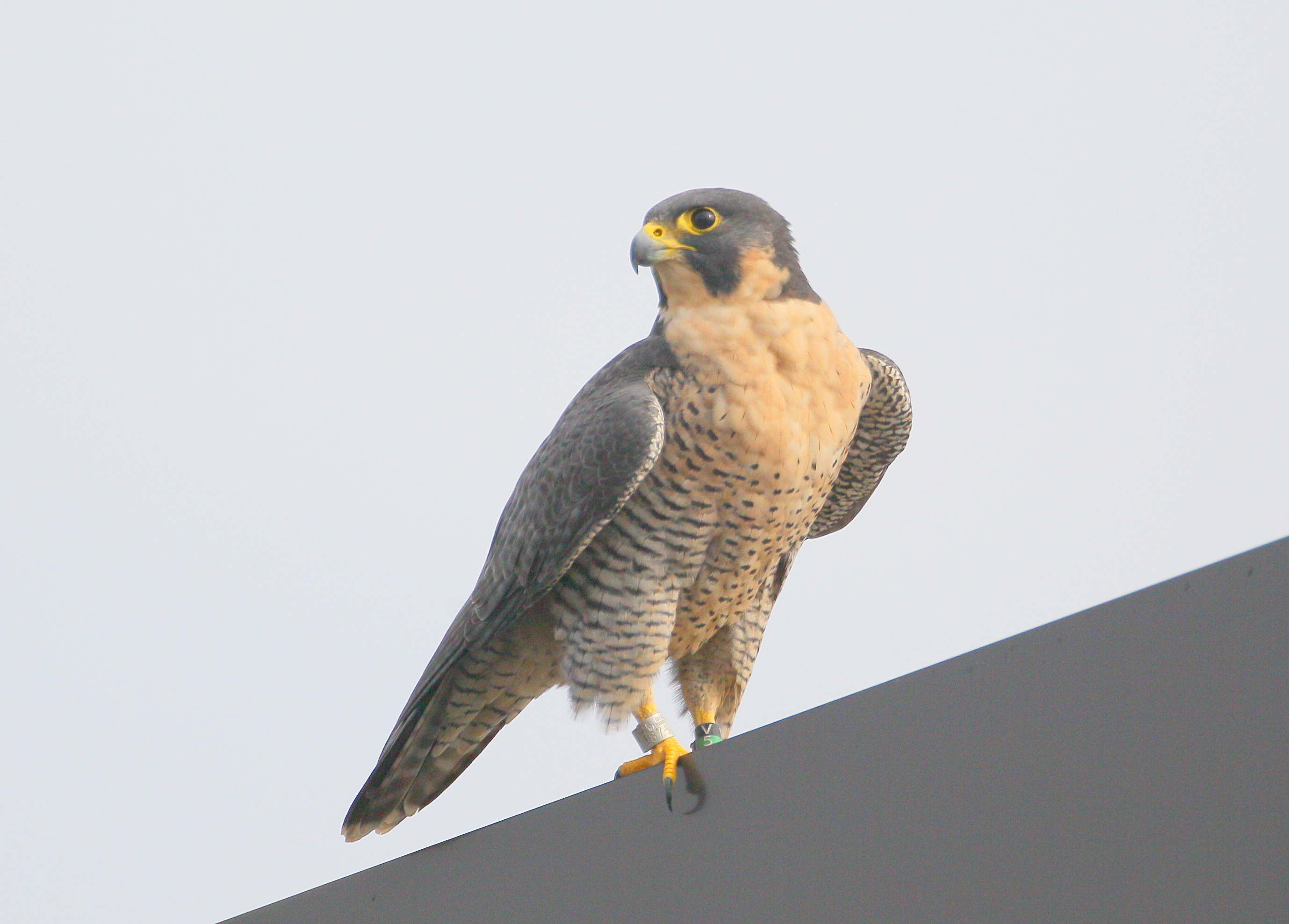 Peregrine adult, female left leg band V/5