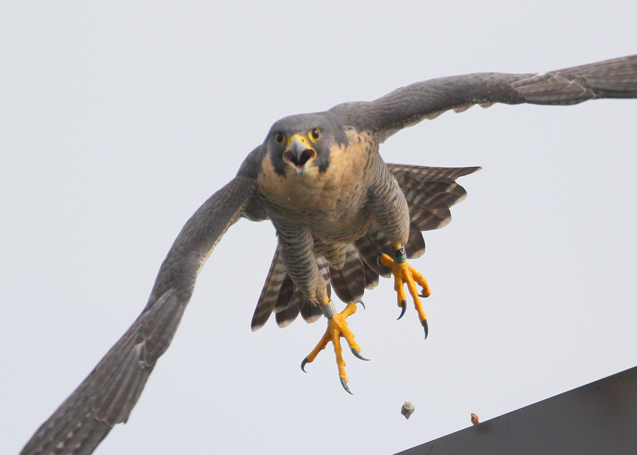 Peregrine adult, female takeff