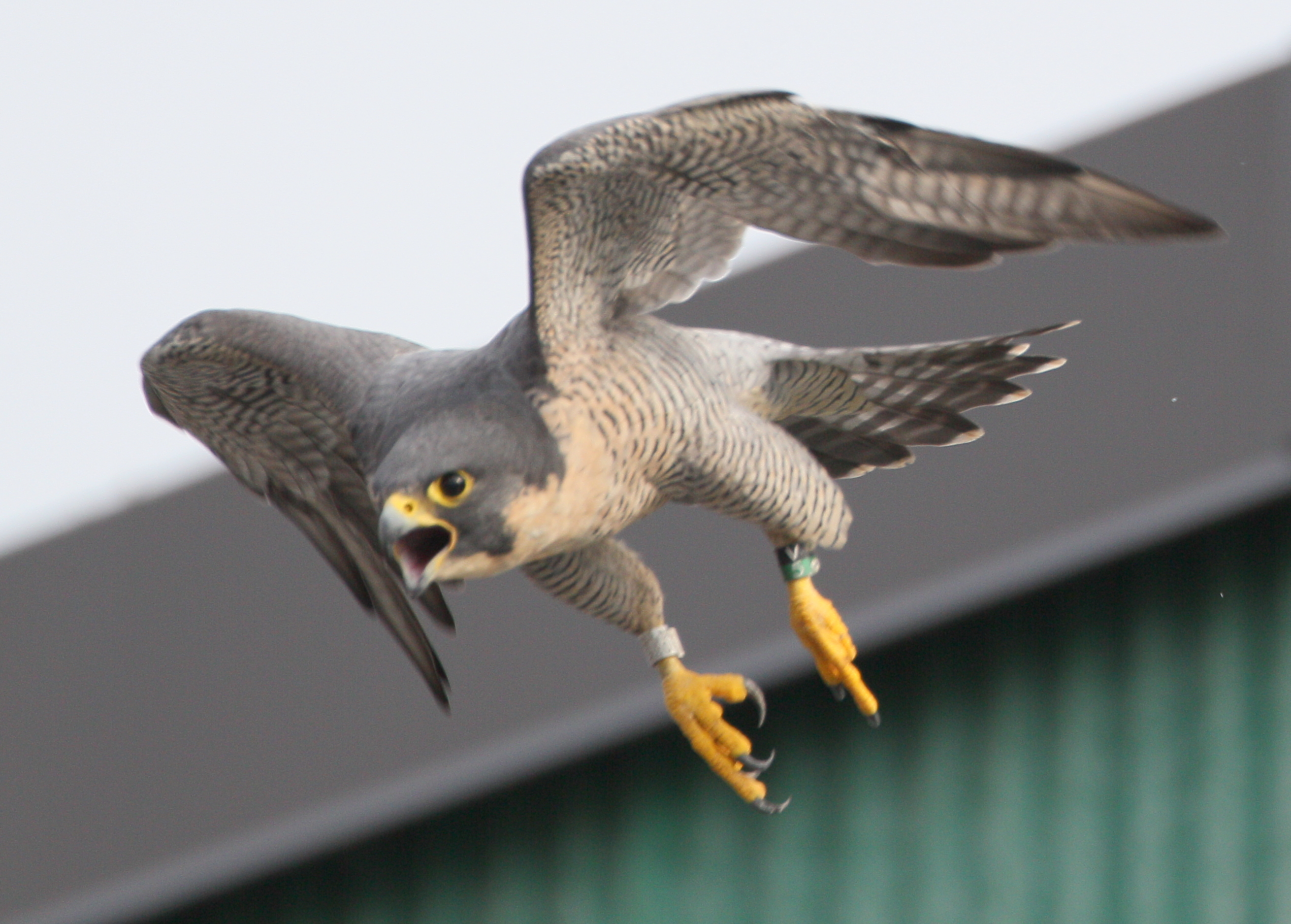 Peregrine adult, female in flight