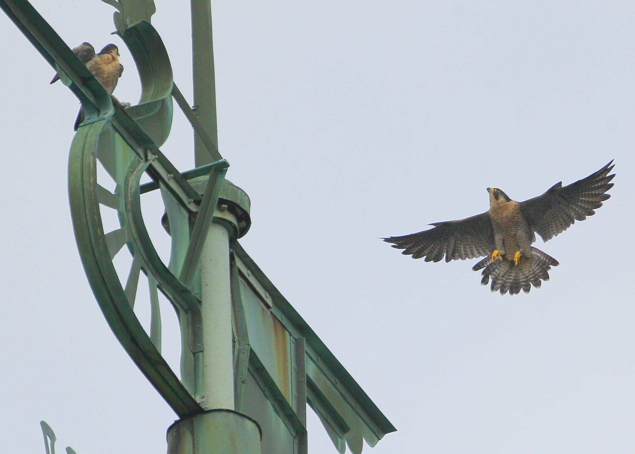 Peregrine adult female back to Viking ship