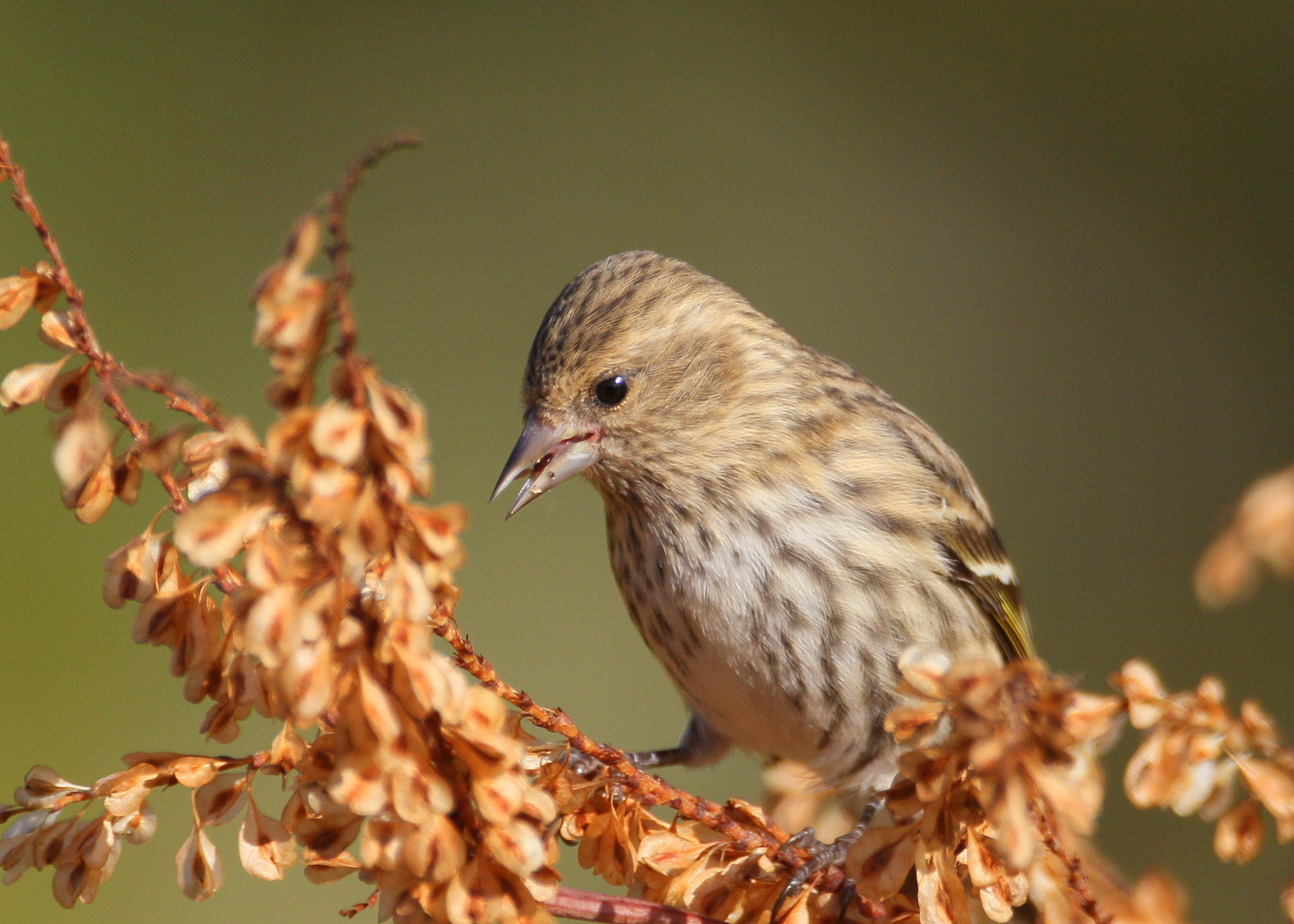 Pine Siskin