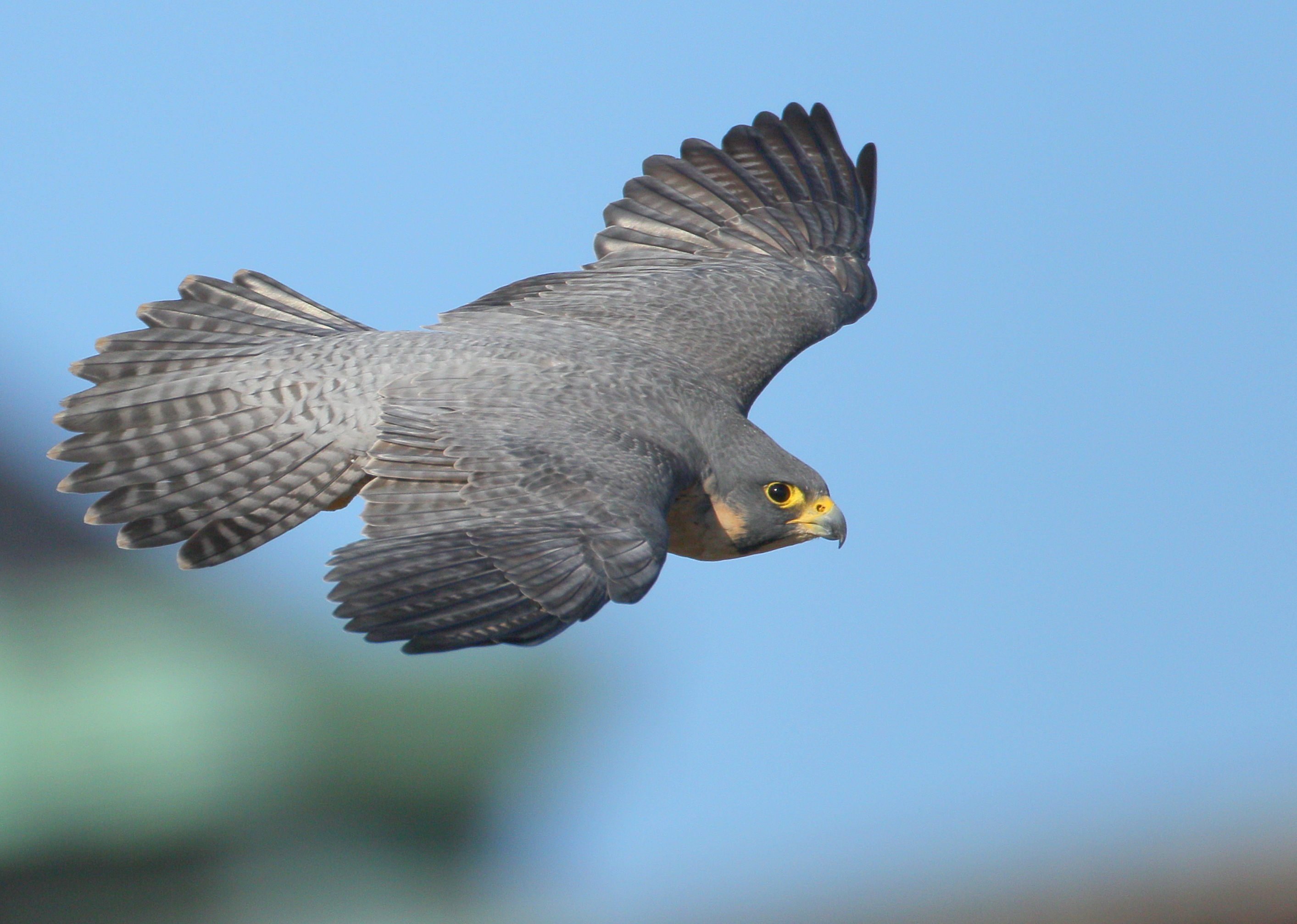 Peregrine in flight, female