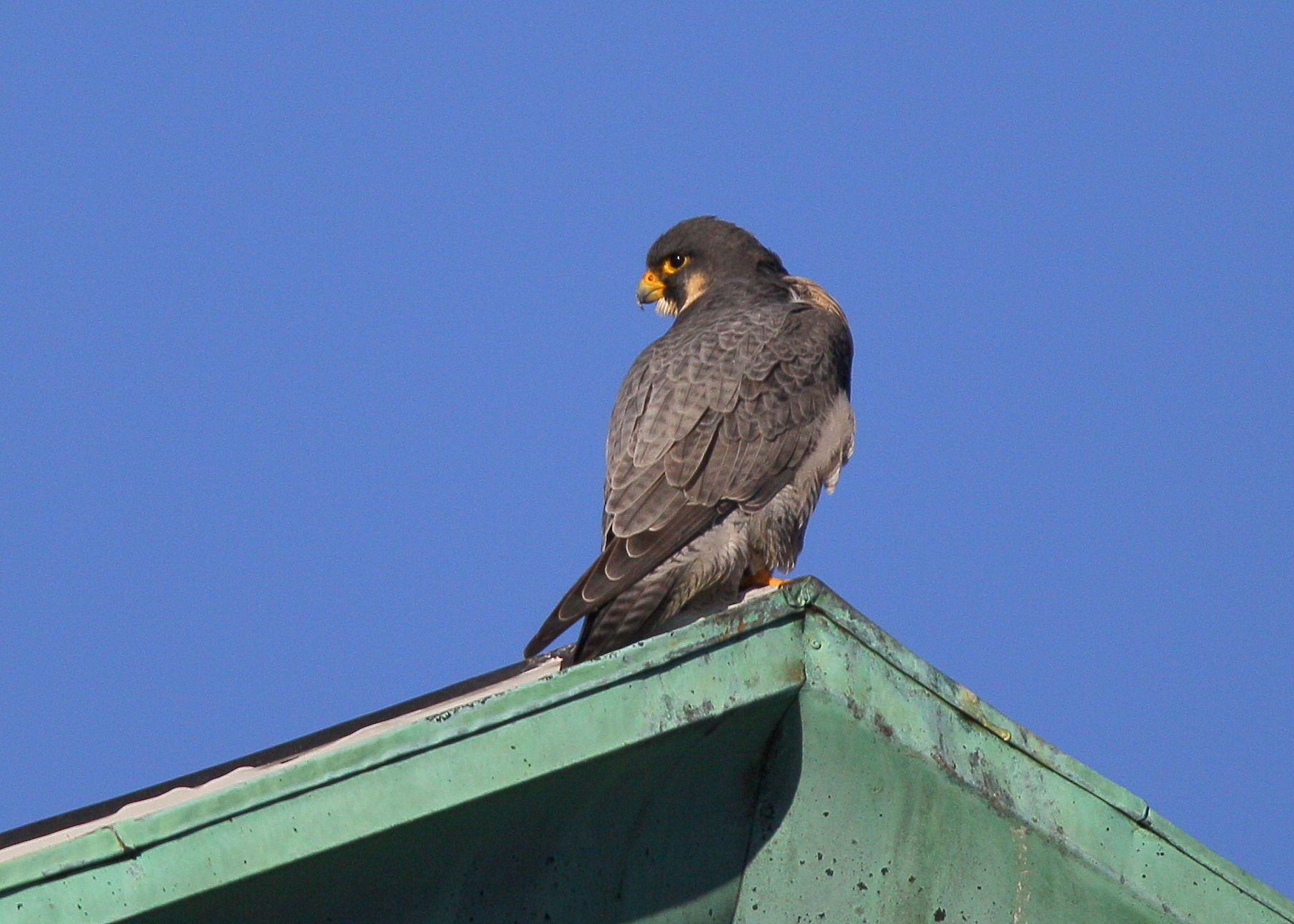 Peregrines atop the roof