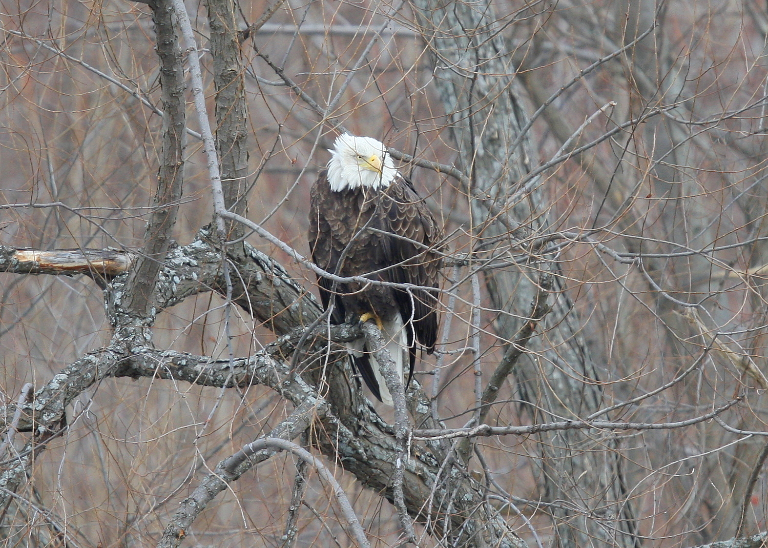 Bald Eagle, adult