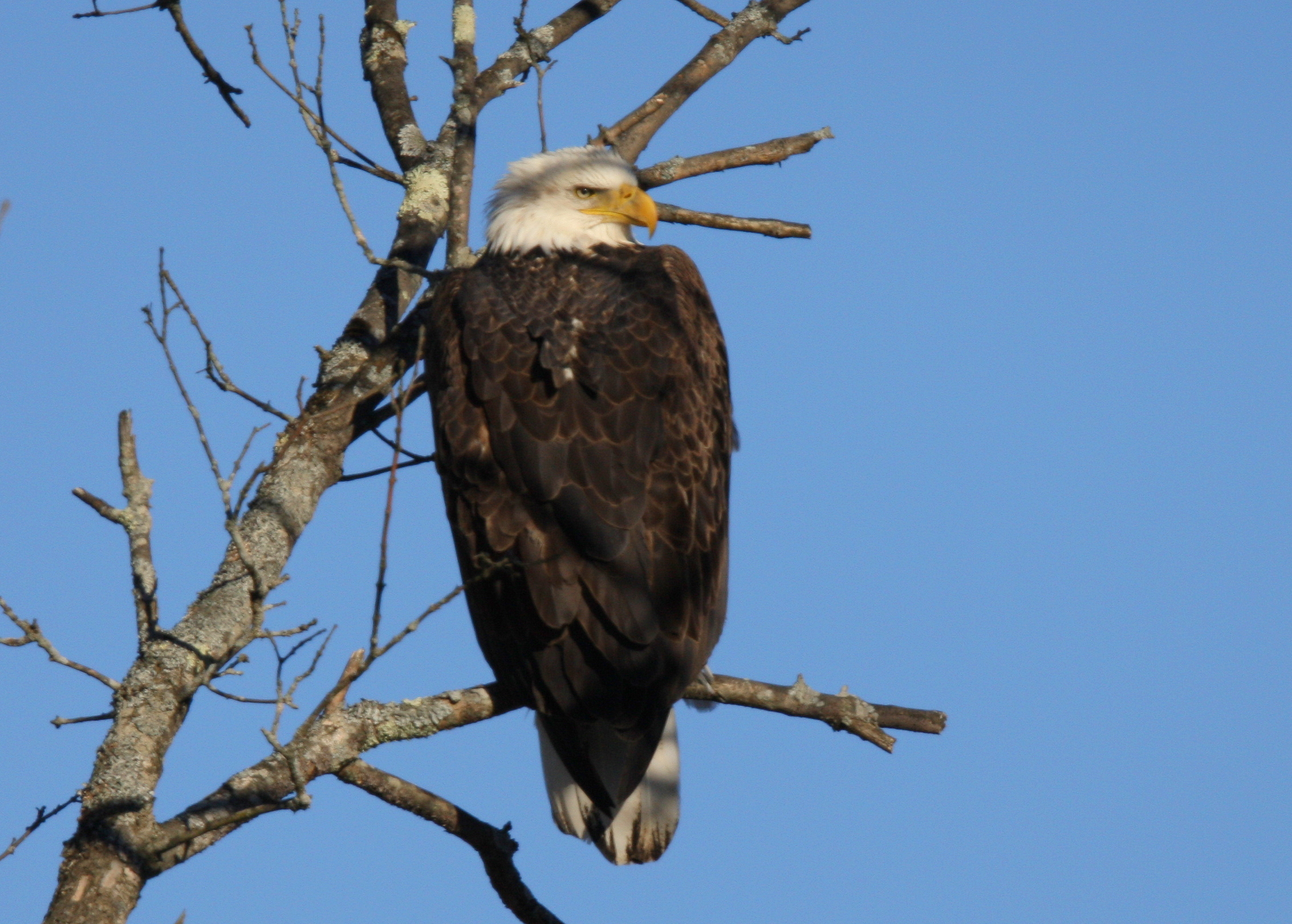 Bald Eagle, sub adult IV?