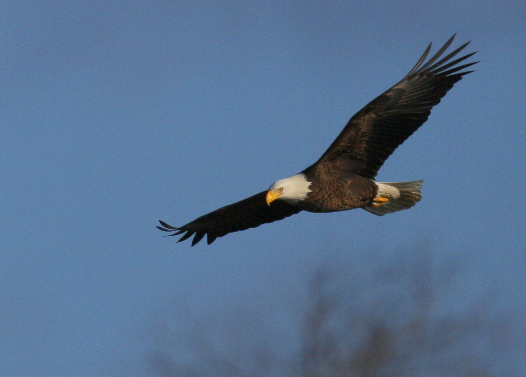 Bald Eagle, adult