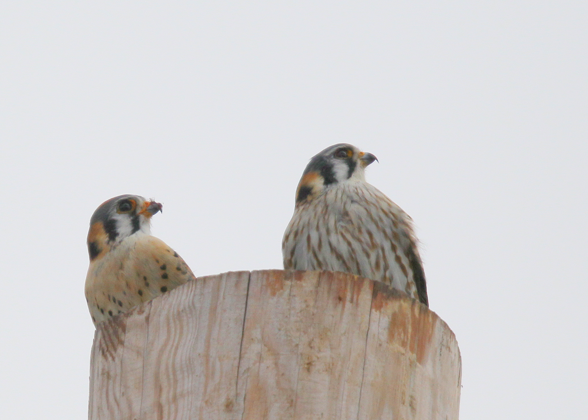 American Kestrels watching nearby Red-tailed Hawk!