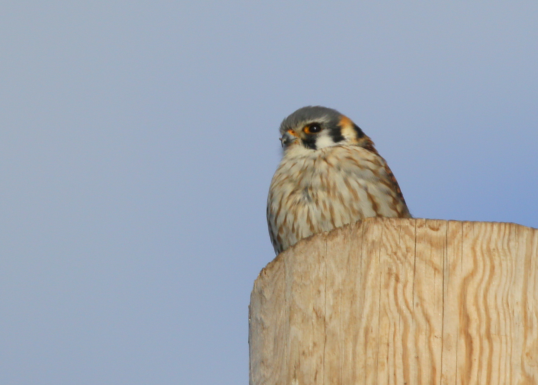 American Kestrel, female perched late afternoon light