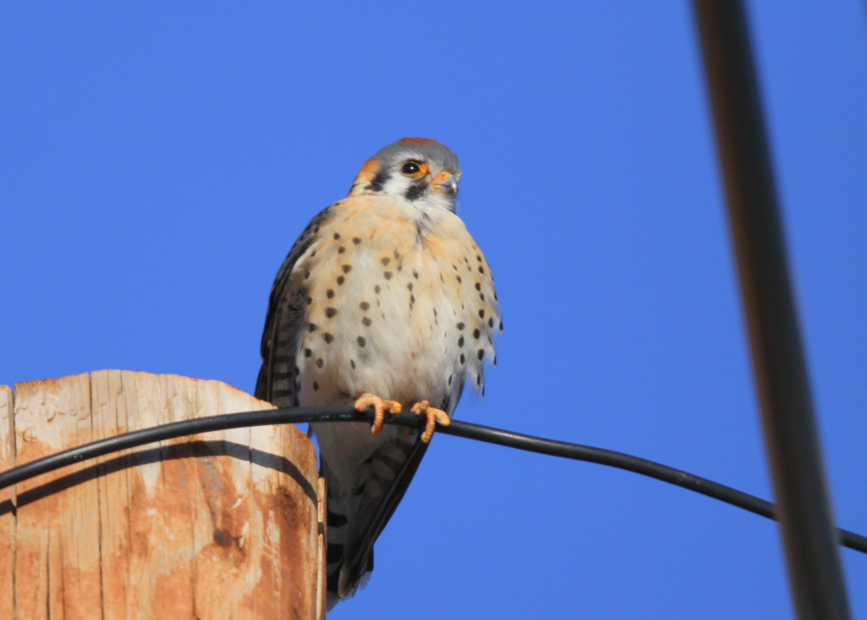 American Kestrel, male