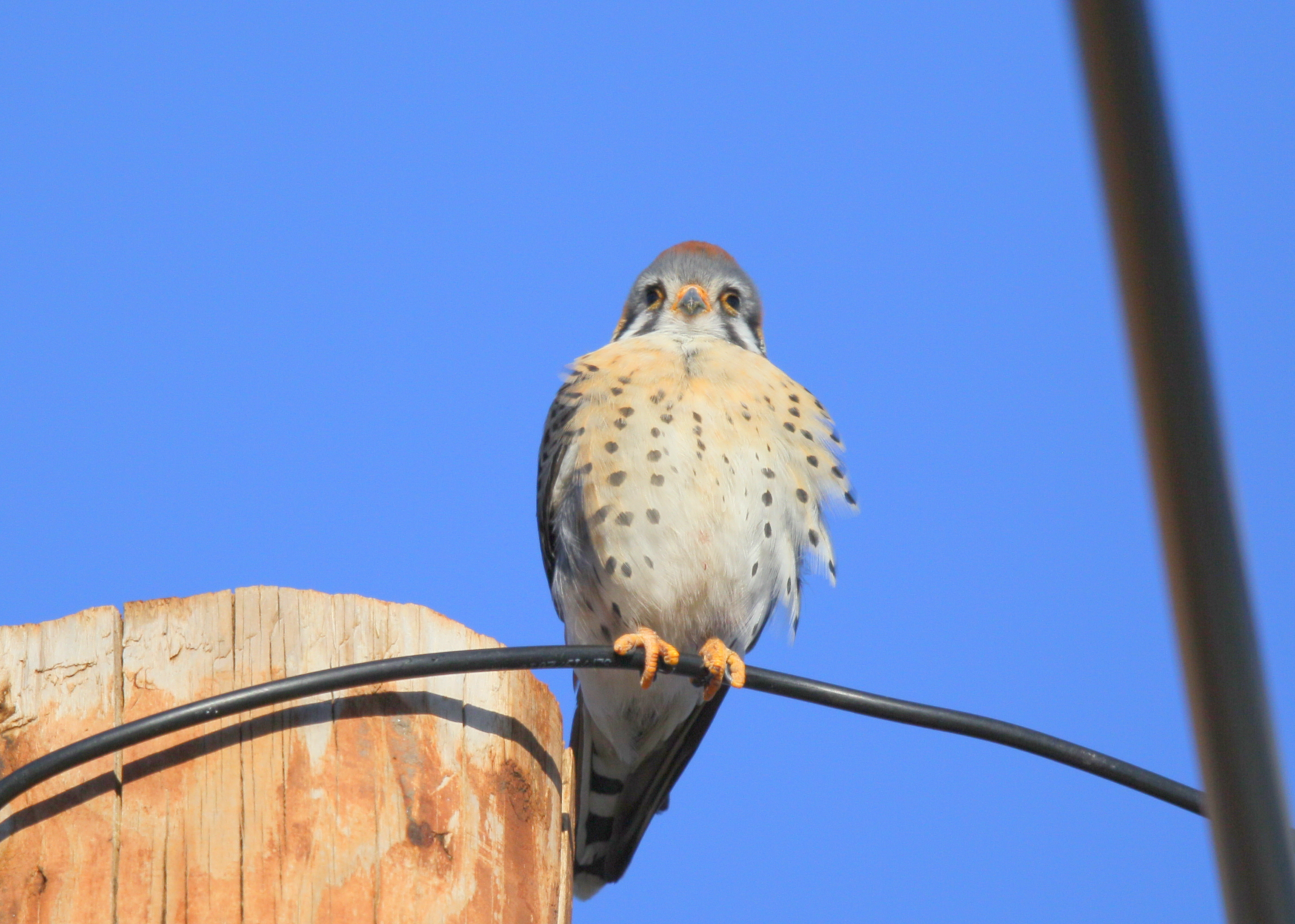 American Kestrel, male