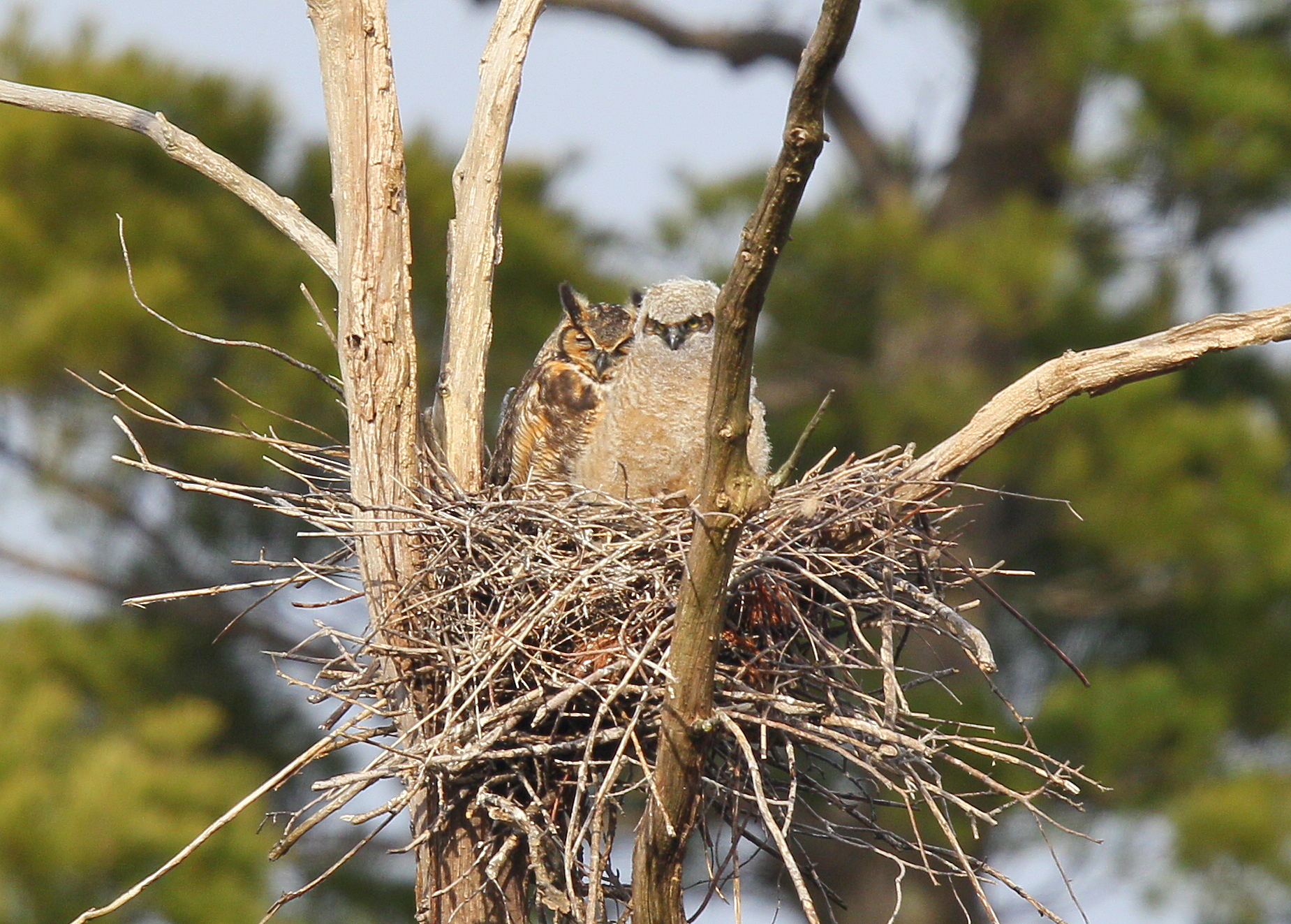 Great Horned Owl and owlet