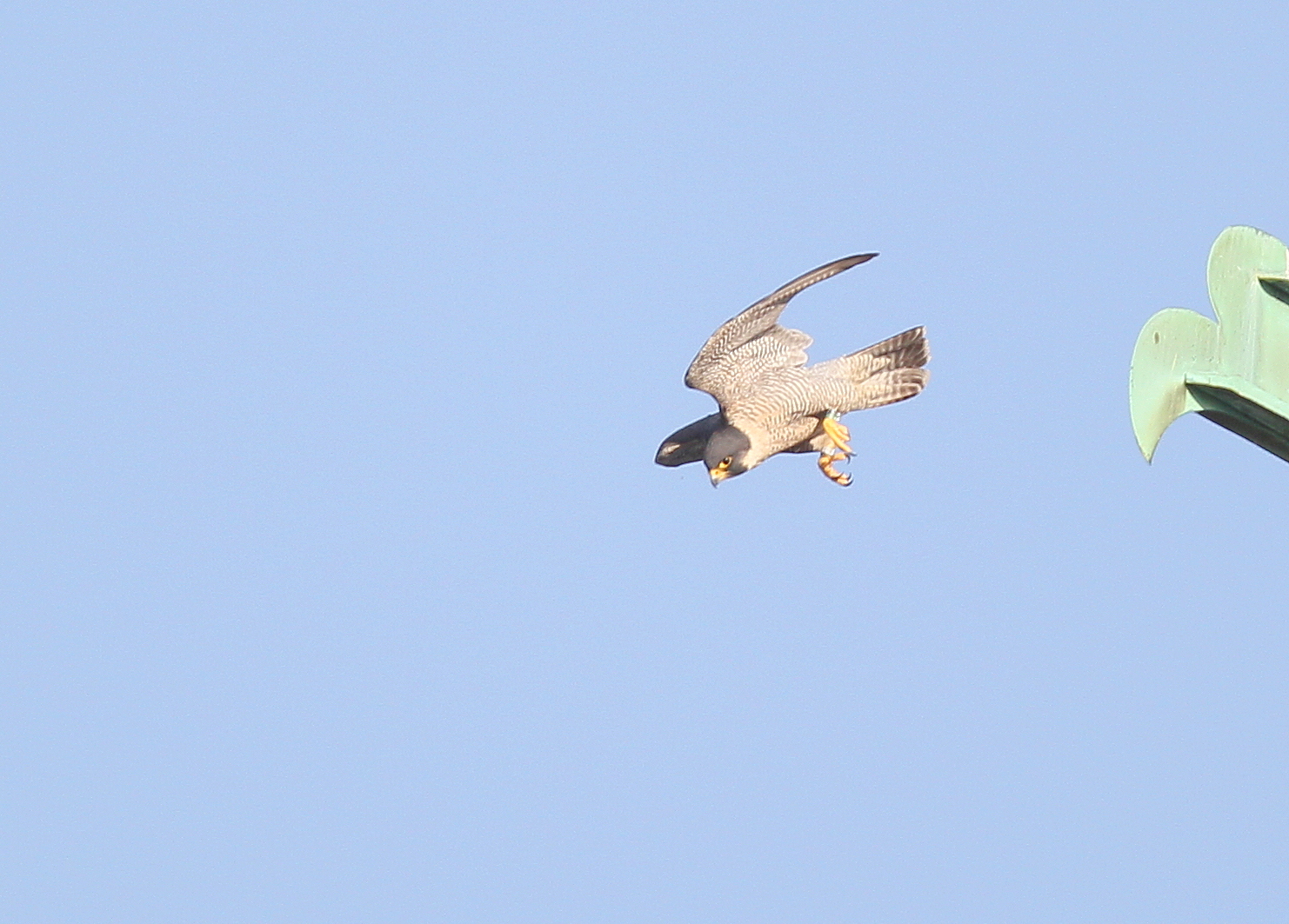 Peregrine Falcon, female