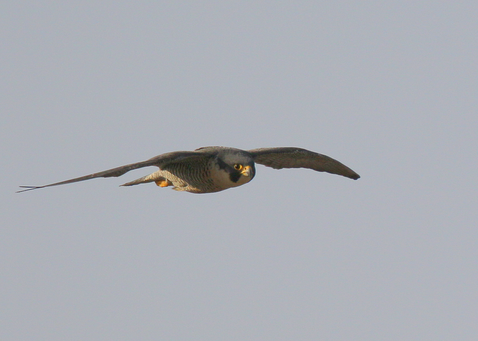 Peregrine Falcon, female