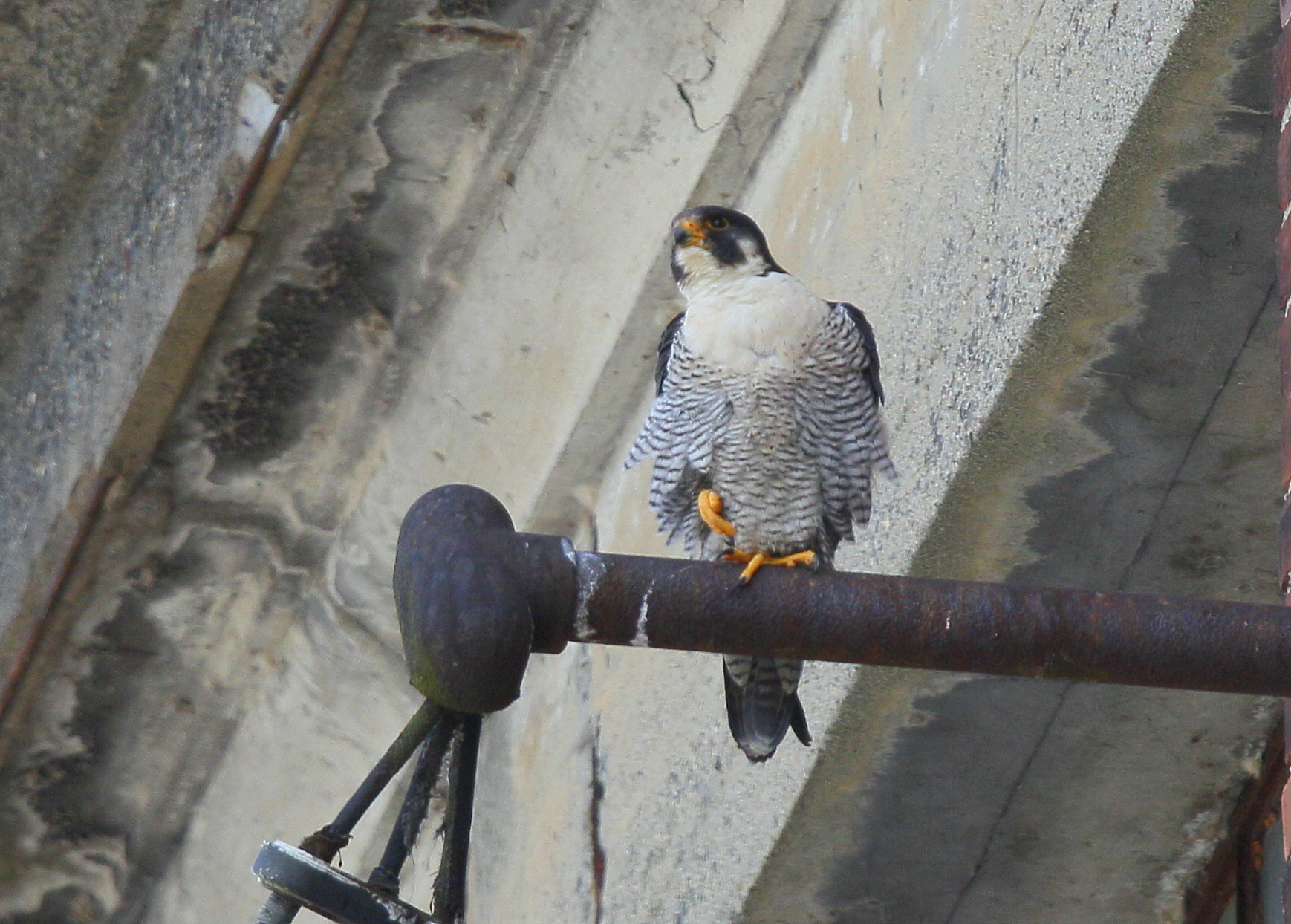 Peregrine Falcons