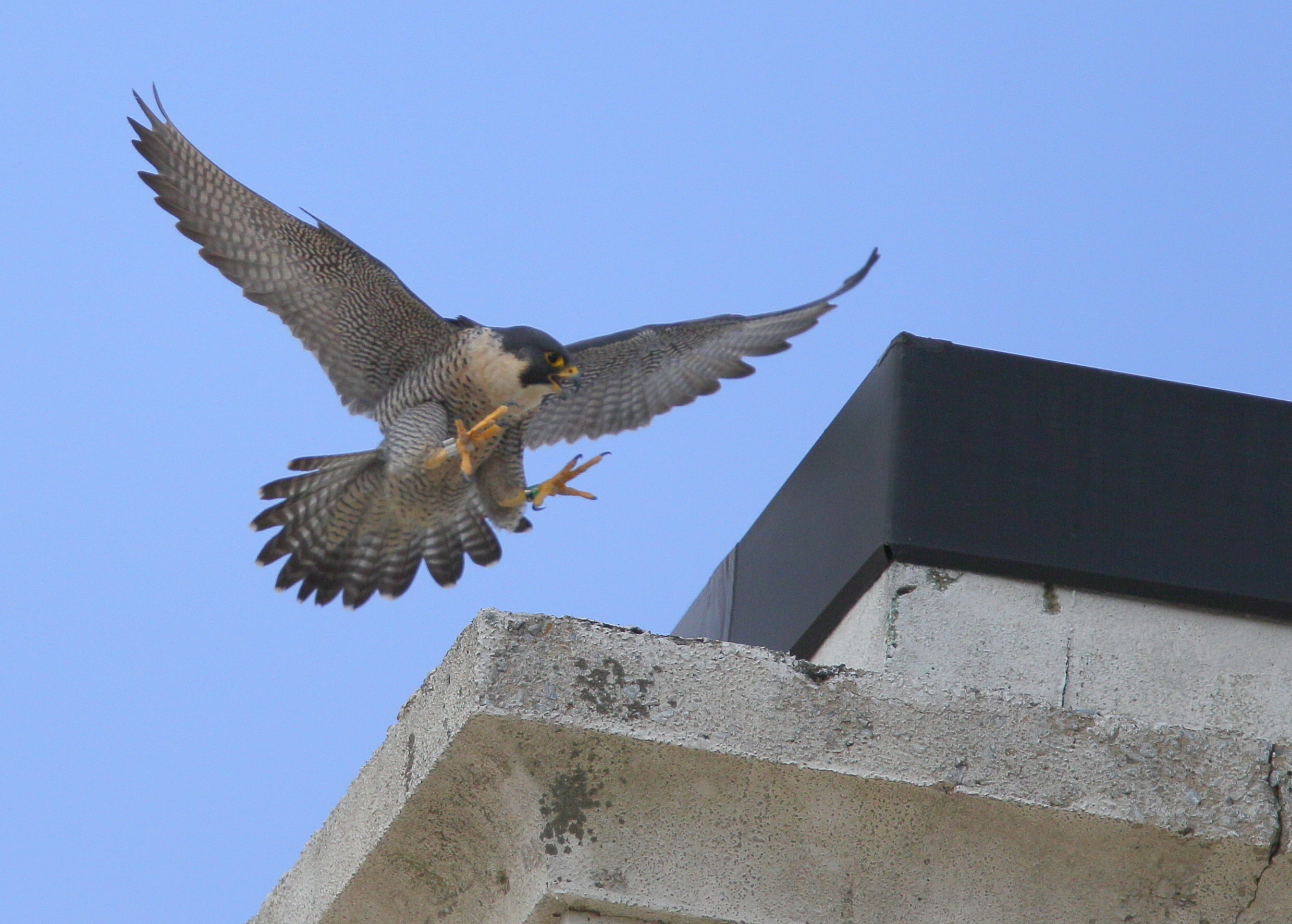Peregrine Falcons