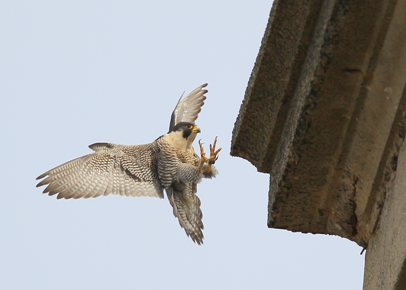 Peregrine Falcons