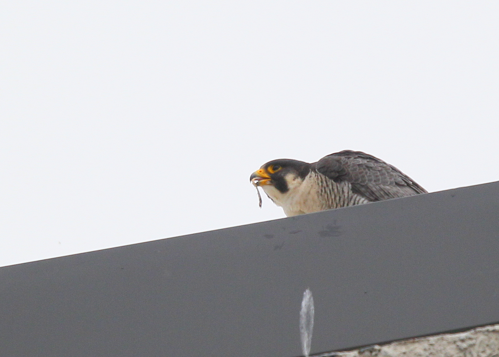 Peregrine Falcon, adult  male