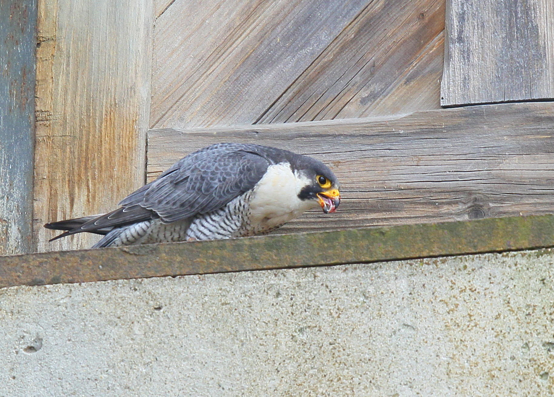 Peregrine Falcon, adult  male