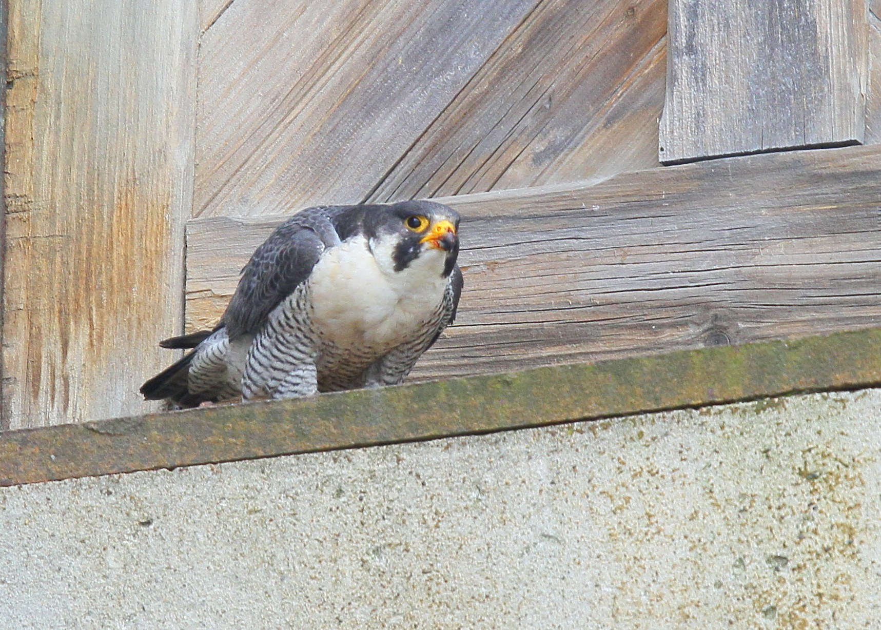 Peregrine Falcon, adult  male