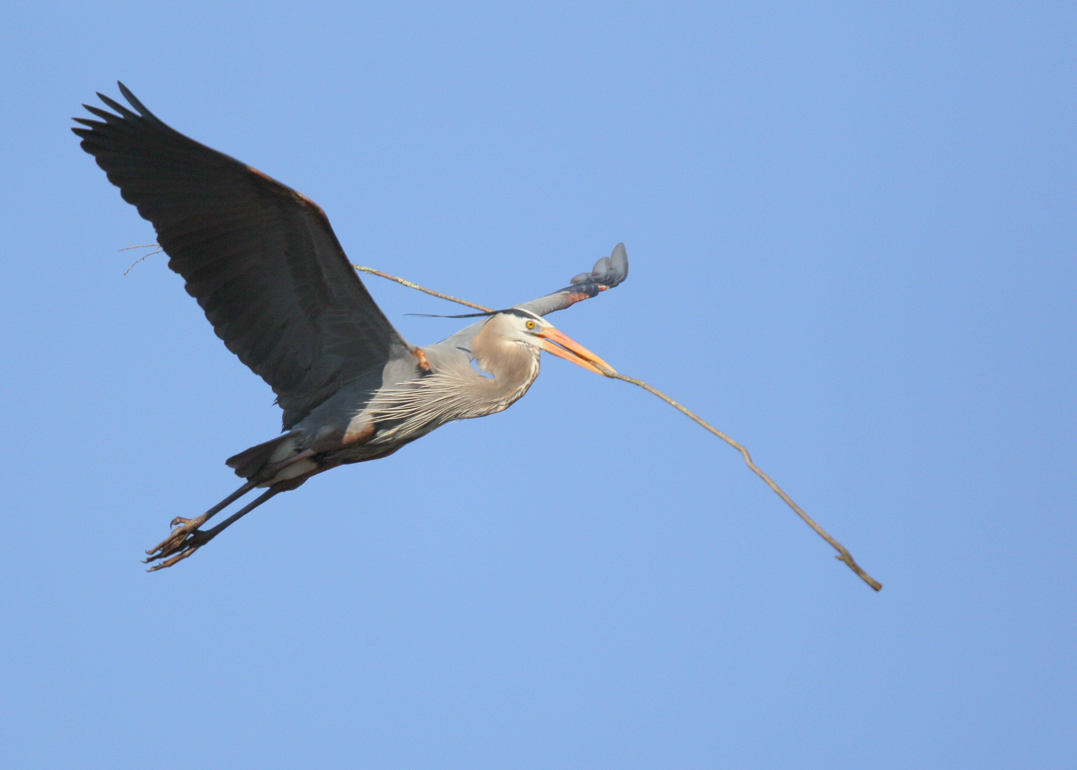 Great Blue Heron returning to nest with stick for mate