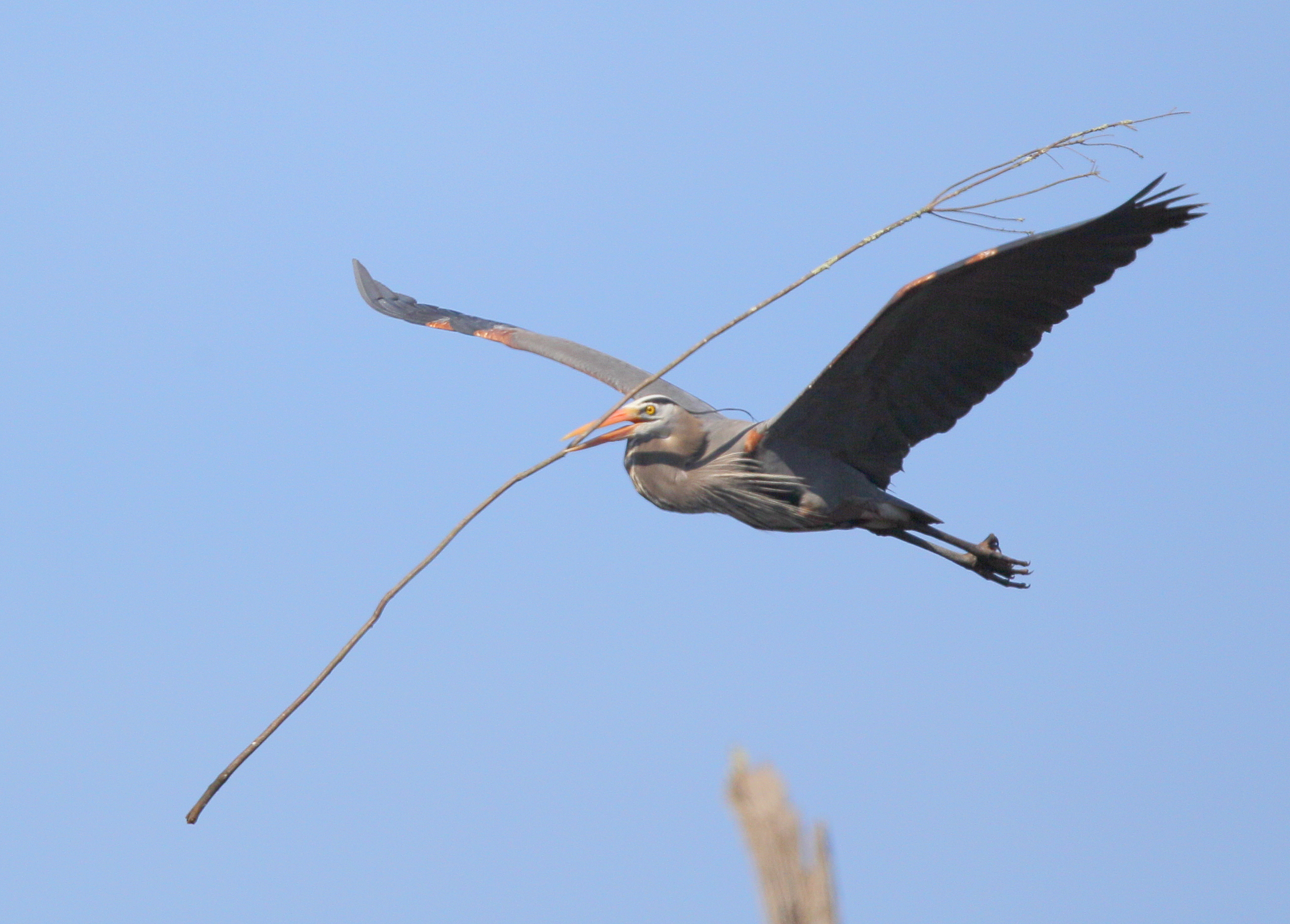Great Blue Heron returning to nest with stick for mate