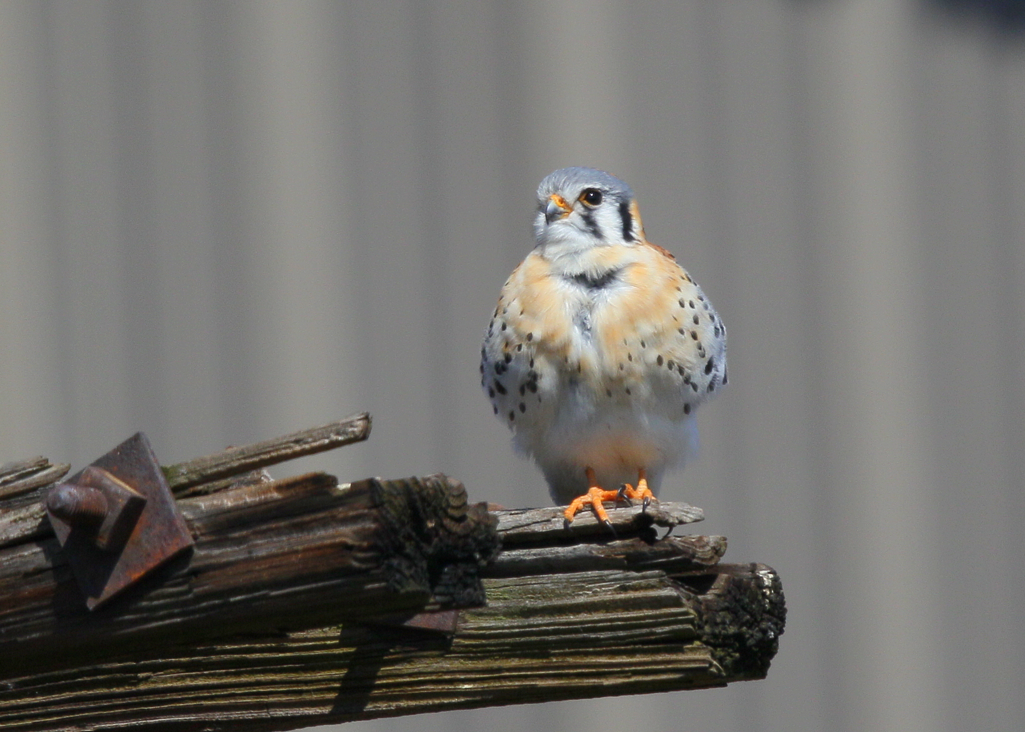 American Kestrel, male perched nearby nest hole
