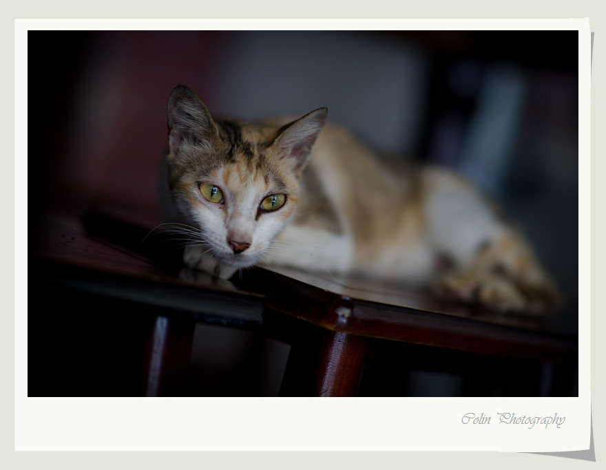 DSC01067v.jpg