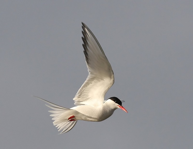 Noordse Stern - Arctic Tern