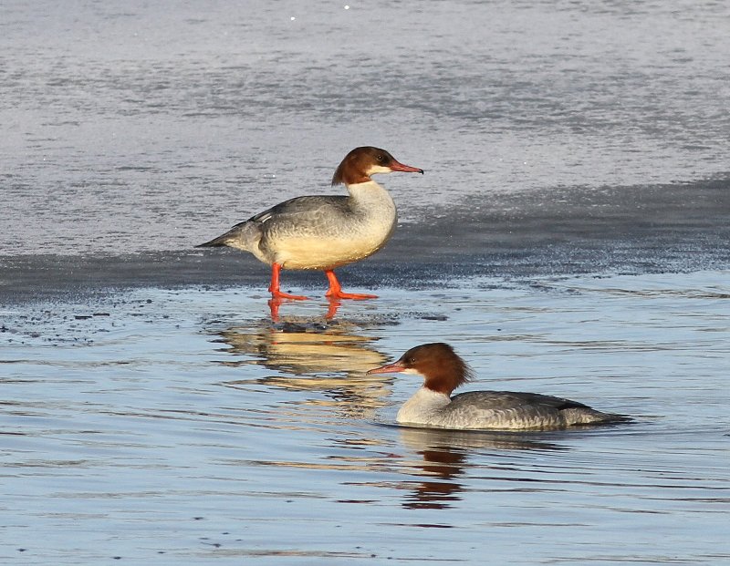 Grote Zaagbekken - Common Merganser
