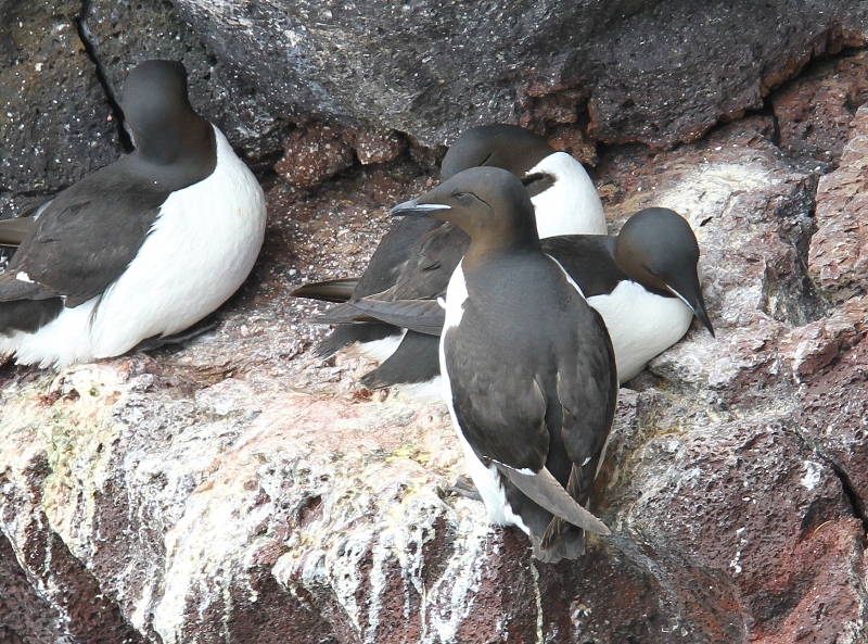 Kortbekzeekoeten - Brunnichs Guillemots