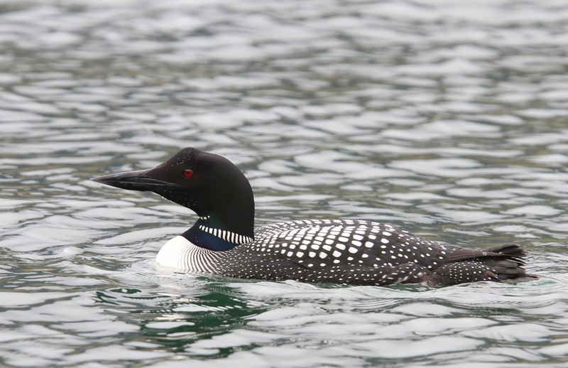 IJsduiker - Great Northern Loon