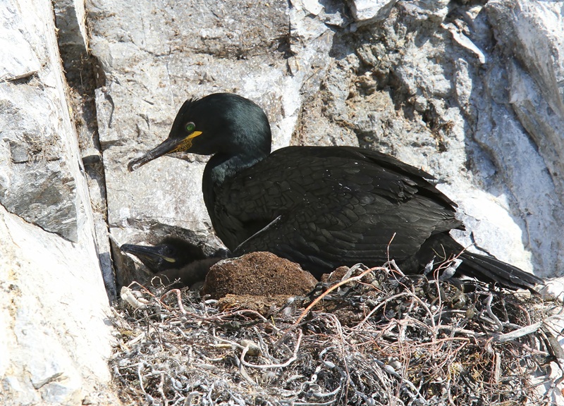 Kuifaalscholvers - European Shags