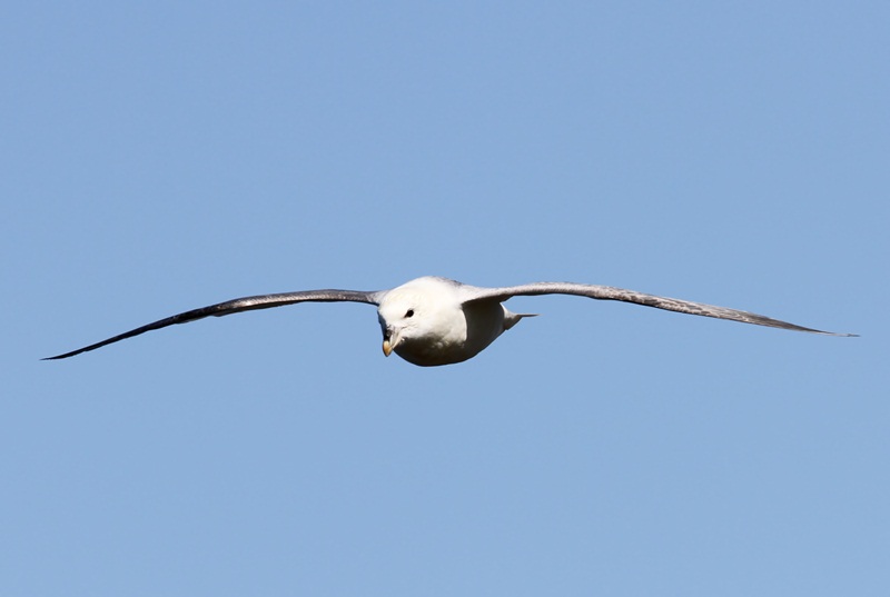 Noordse Stormvogel - Northern Fulmar